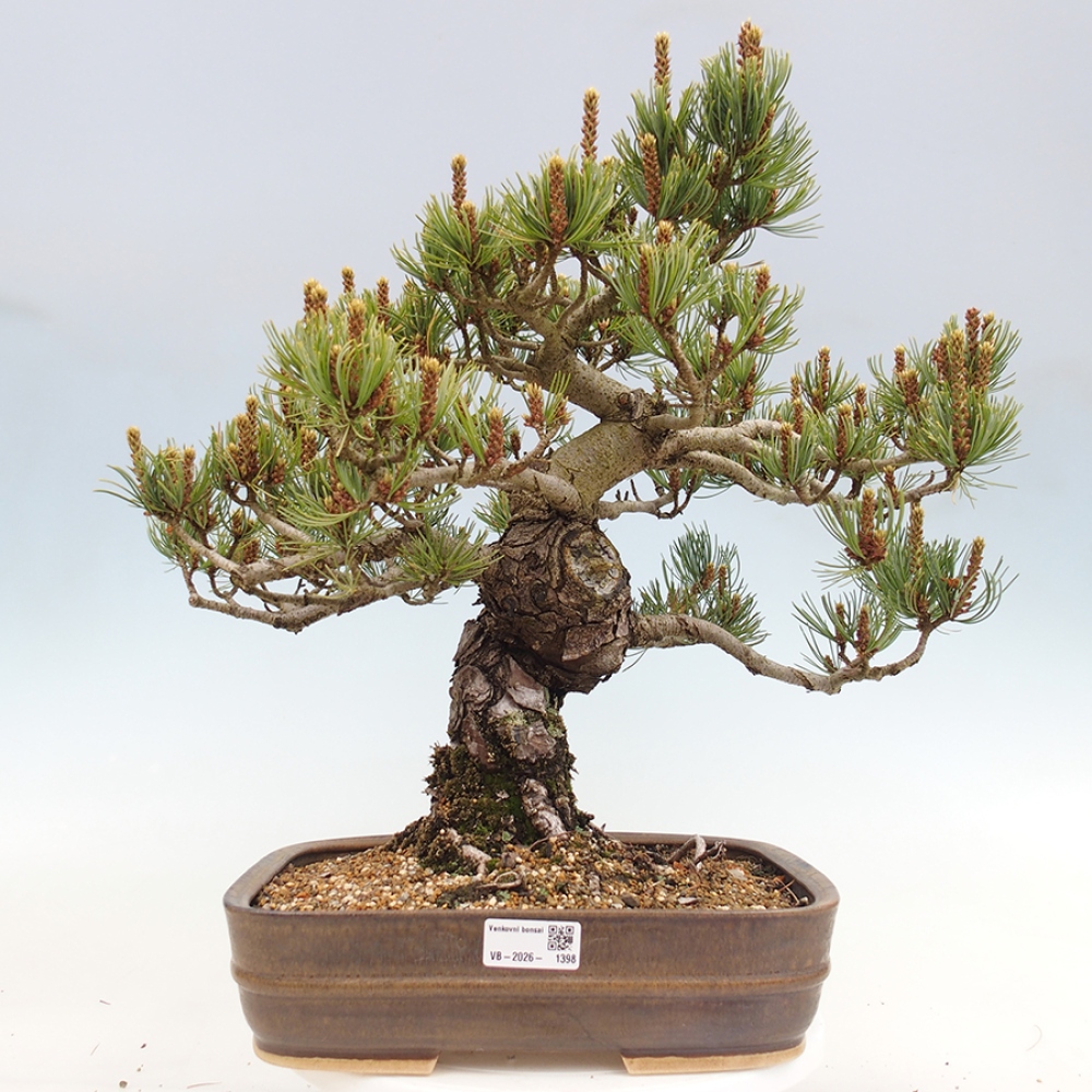 Bonsai voor buiten - Pinus parviflora - Pinus parviflora