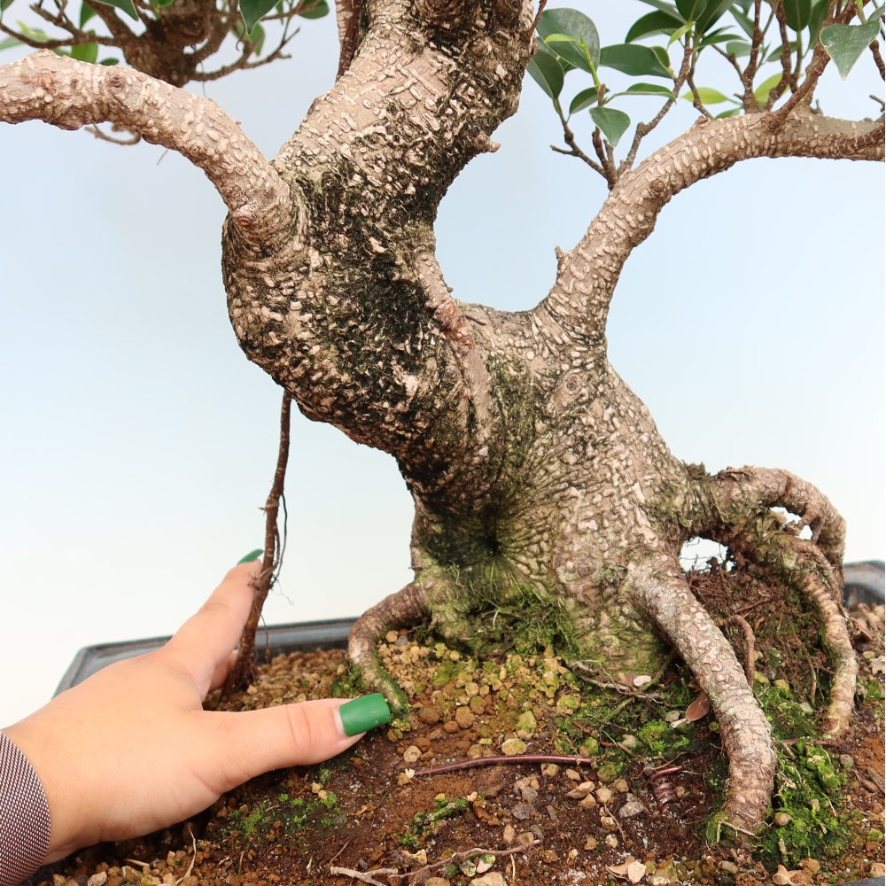 Kamerbonsai - Ficus kimmen - kleinbladige ficus