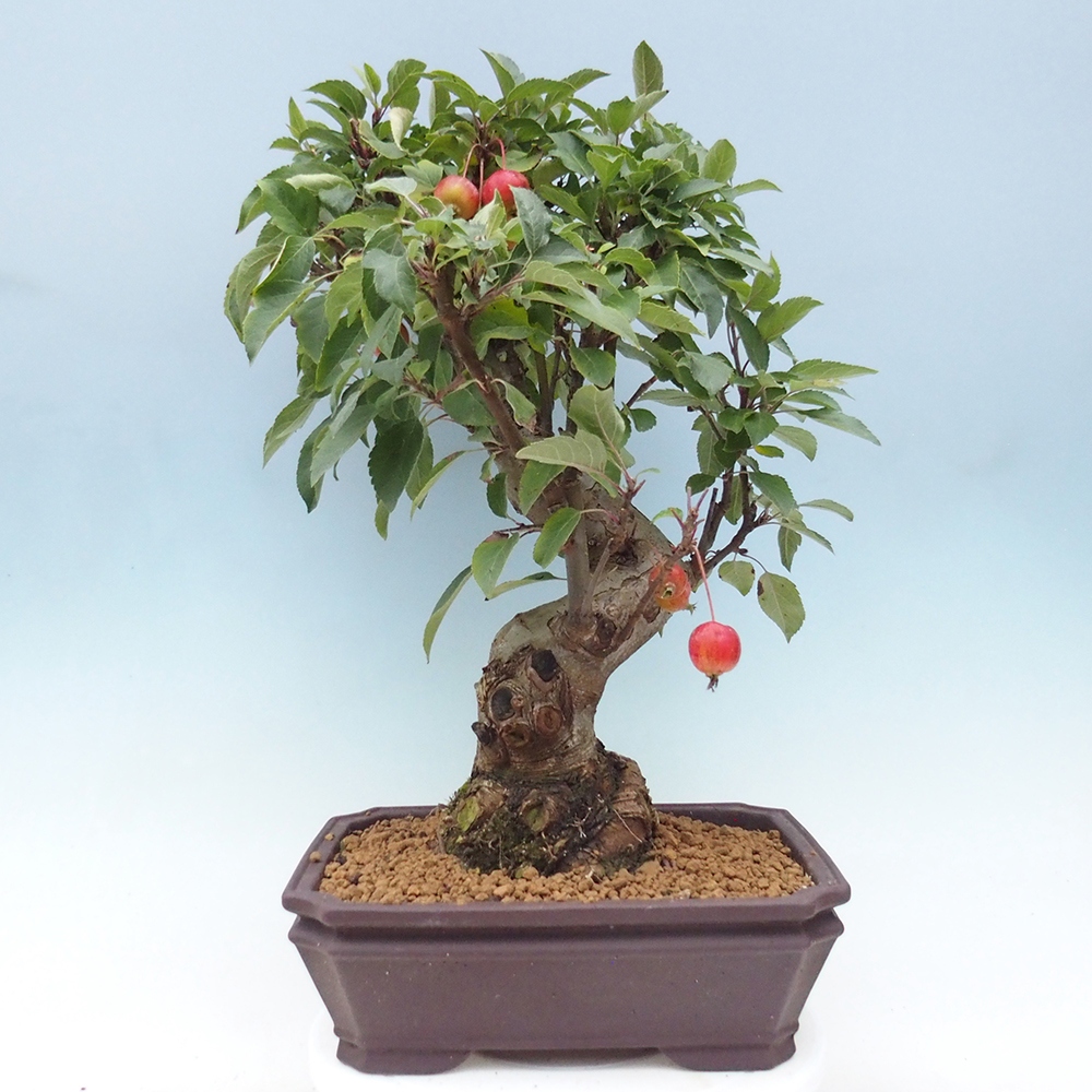 Bonsai voor buiten -Malus halliana - Appelboom met kleine vruchten