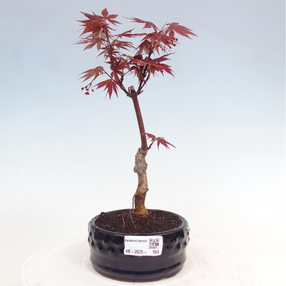 Bonsai voor buiten - Acer palm. Atropurpureum-Javorpalm