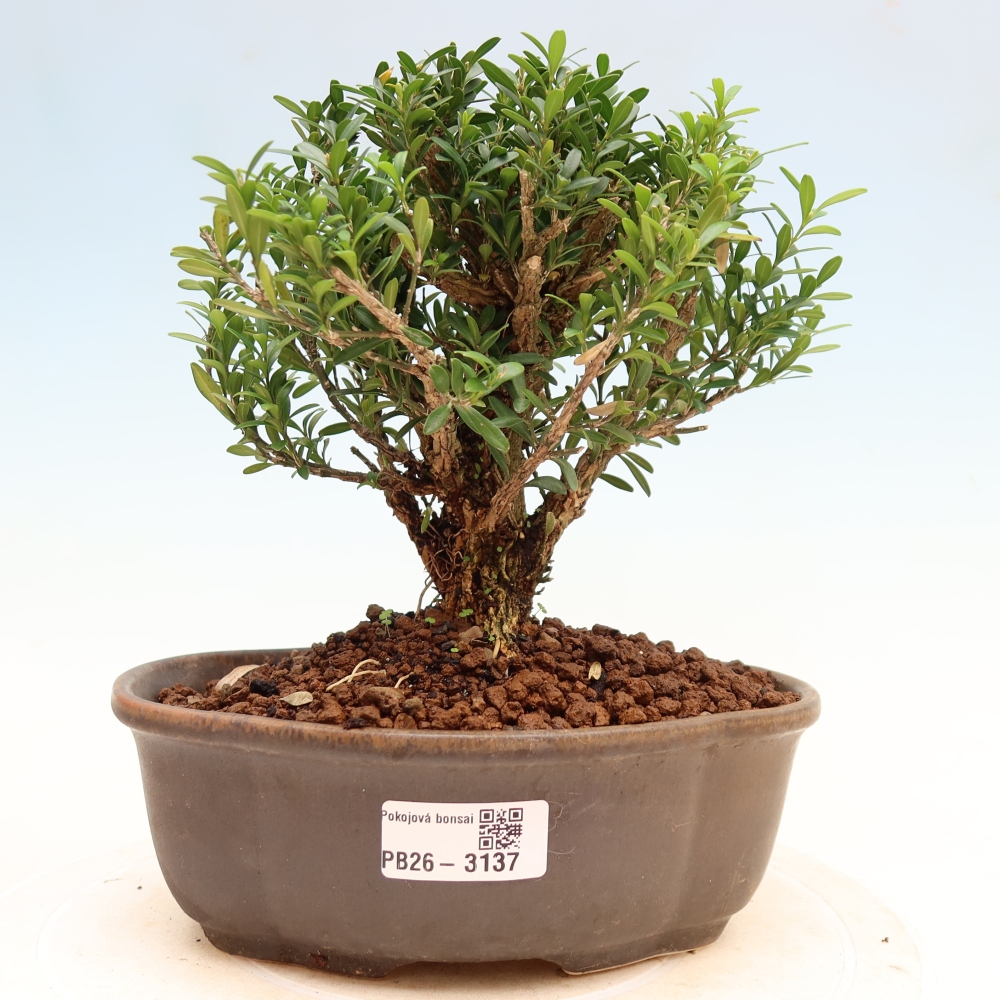 Kamerbonsai - Buxus harlandii - kurk buxus