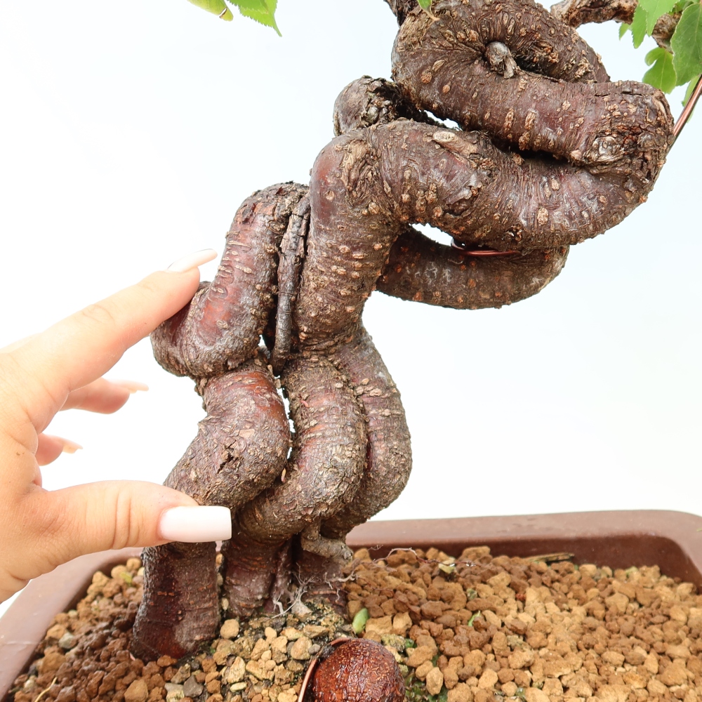 Bonsai voor buiten – Japanse abrikoos – Prunus Mume
