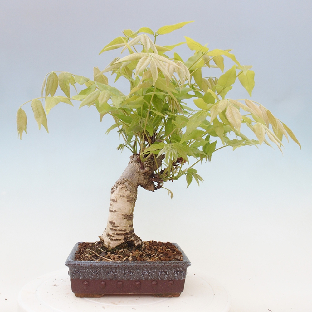 Bonsai voor buiten - Wisteria floribunda