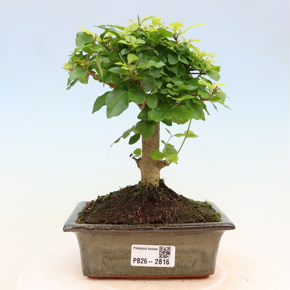 Kamerbonsai -Ligustrum chinensis - Vogelsnavel