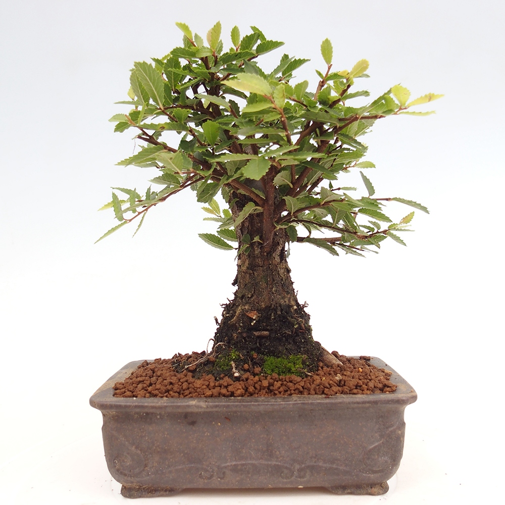 Bonsai voor buiten - Zelkova - Zelkova NIRE