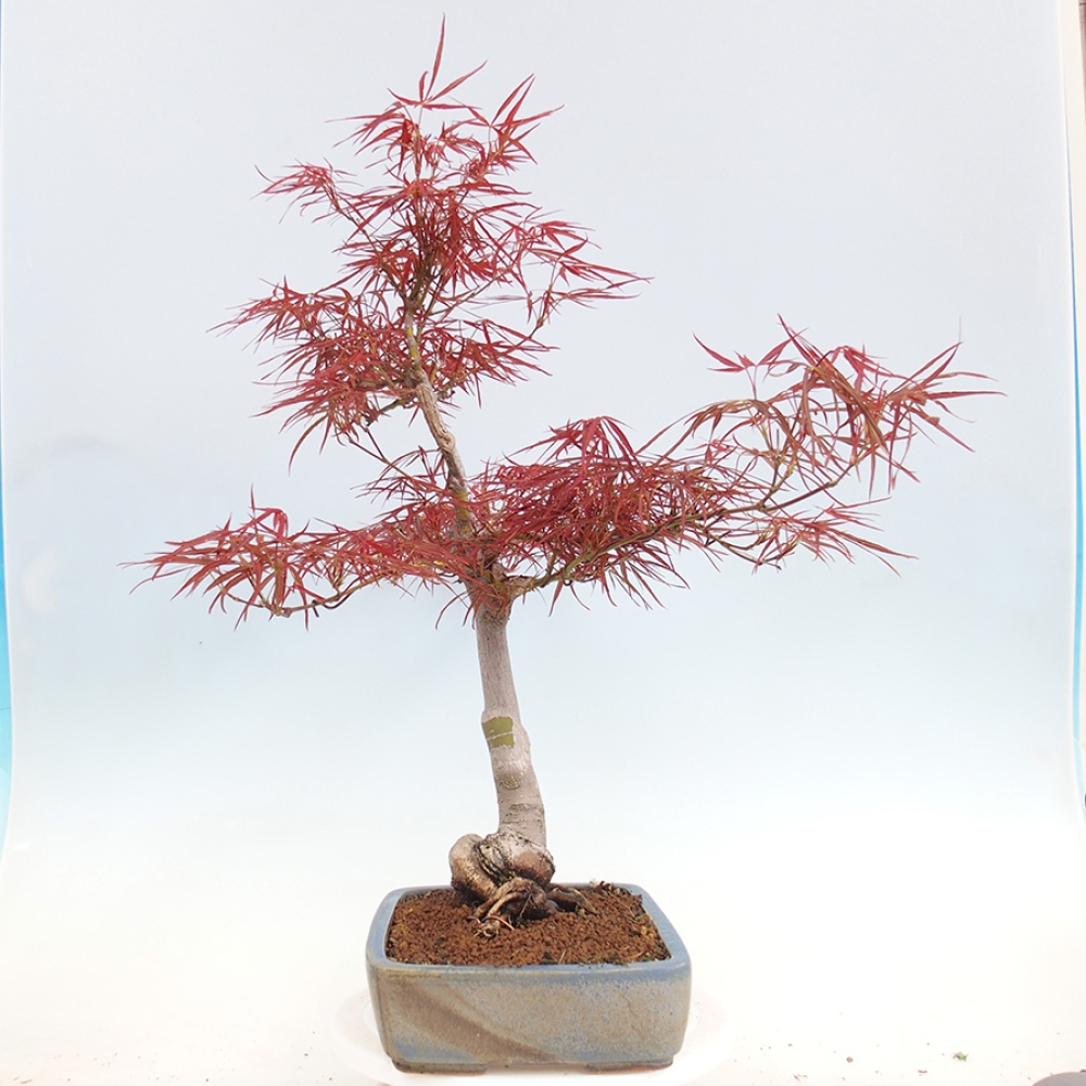 Bonsai voor buiten - Acer palmatum RED PYGMY