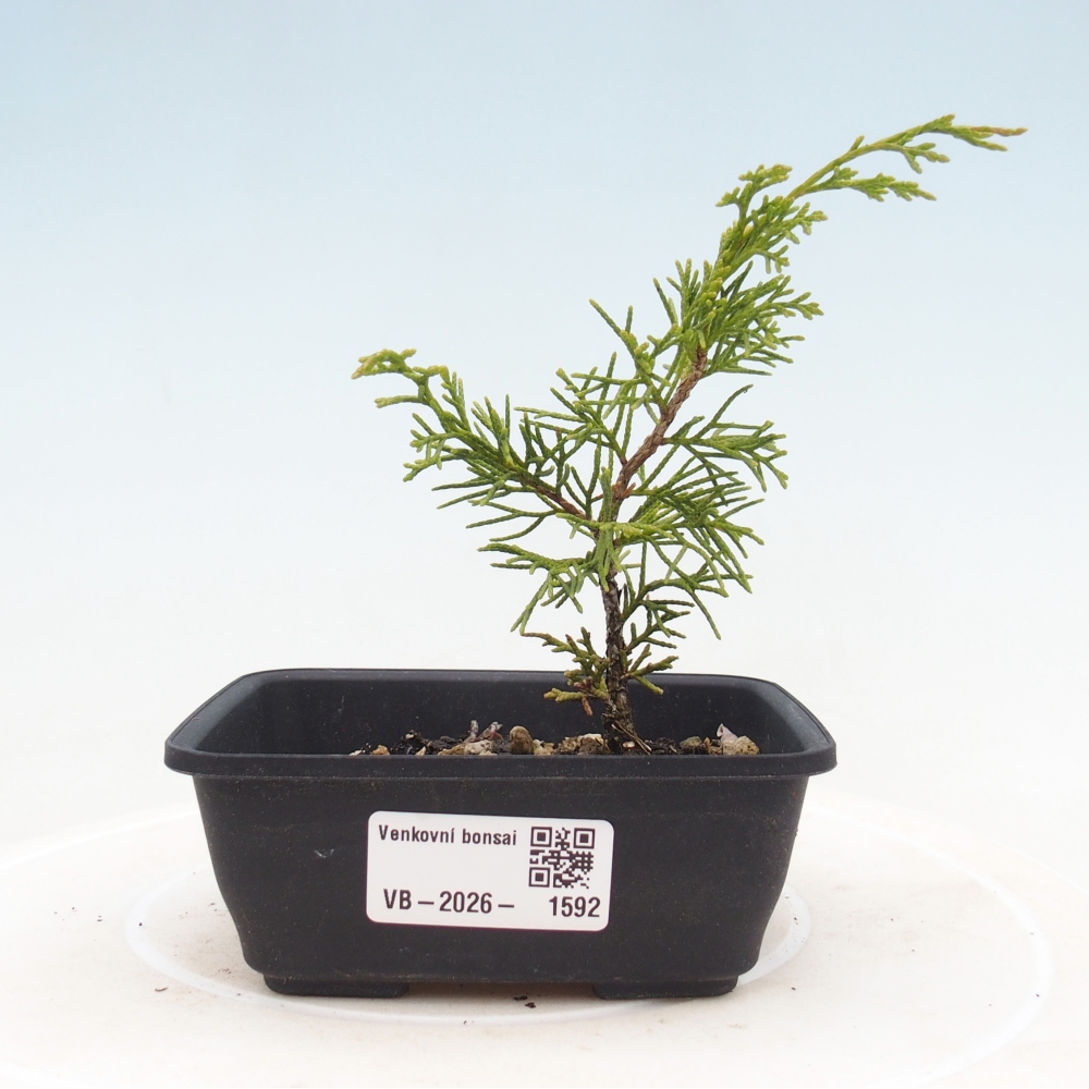 Bonsai voor buiten - Juniperus chinensis Itoigawa