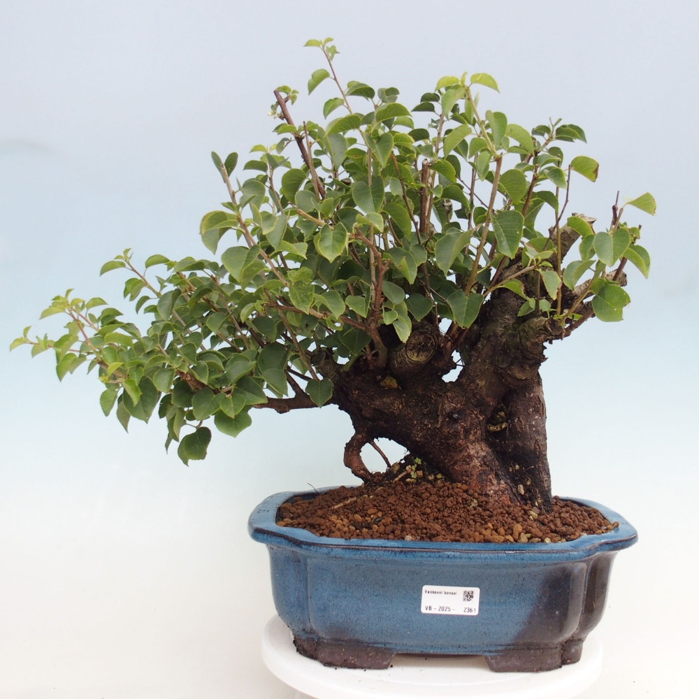 Bonsai voor buiten - Mahalebka - Prunus mahaleb