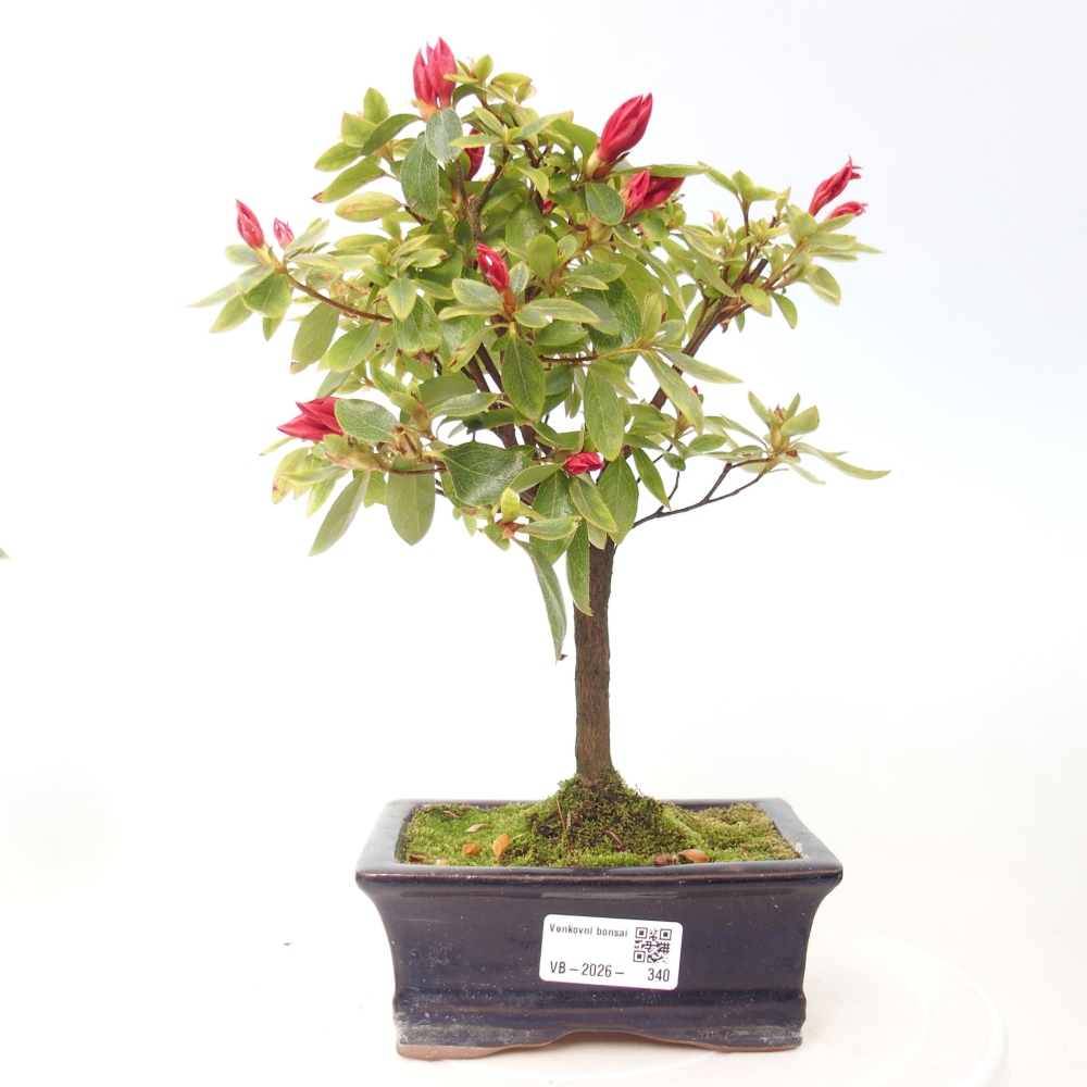 Bonsai voor buiten - Japanse azalea - Azalea sp.