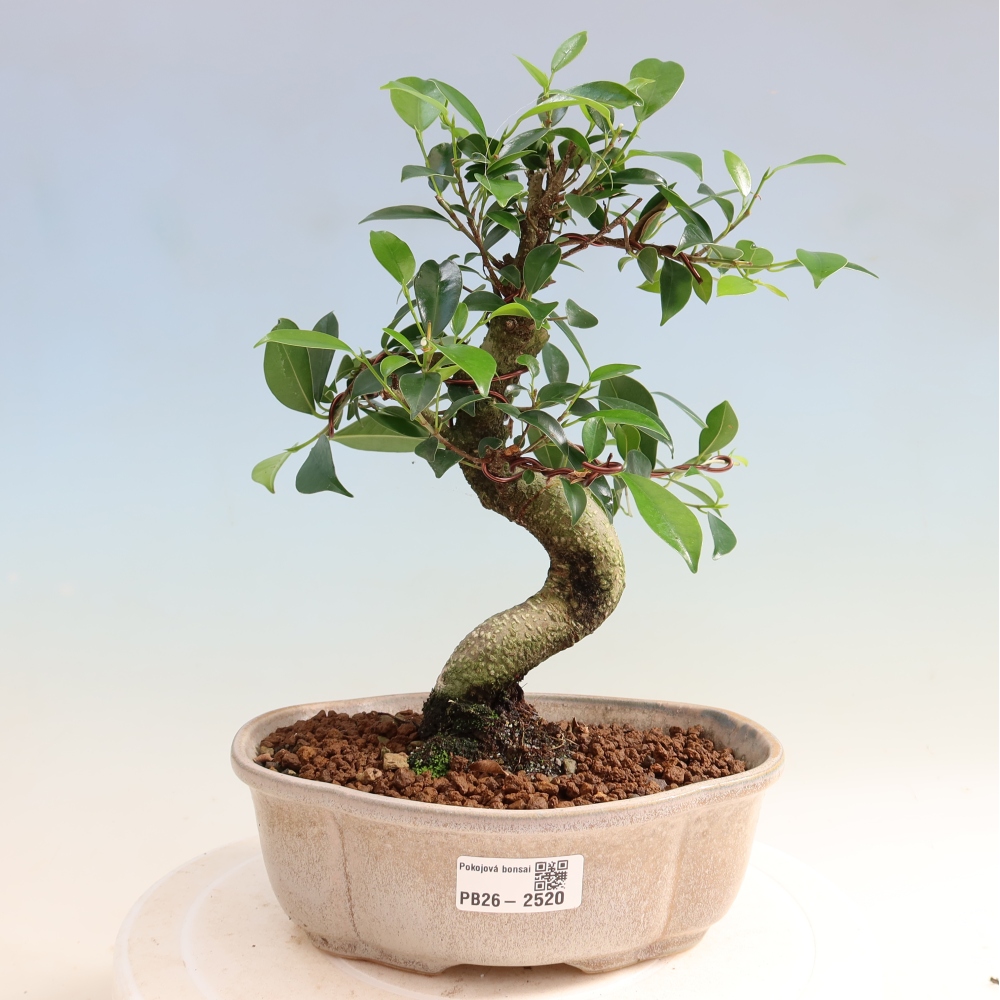 Kamerbonsai - Ficus retusa - kleinbladige ficus