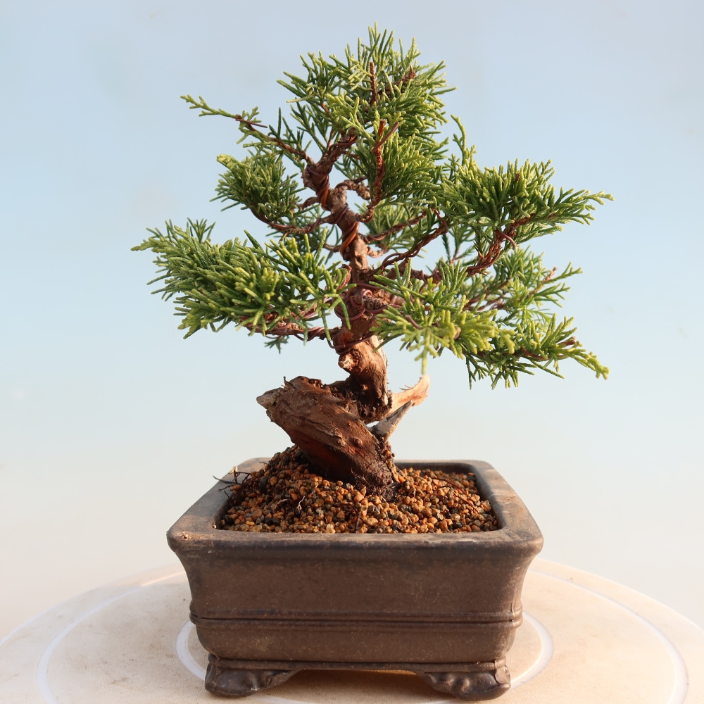 Bonsai voor buiten - Juniperus chinensis Itoigawa