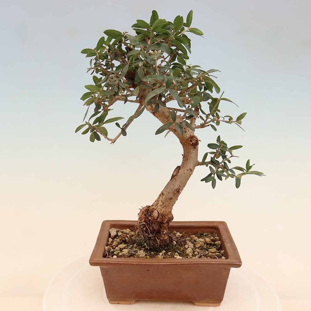 Bonsai voor binnen - Olea europaea sylvestris