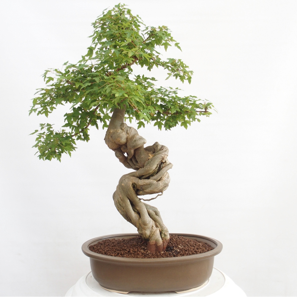 Bonsai voor buiten - Acer Buergerianum - Burgeresdoorn