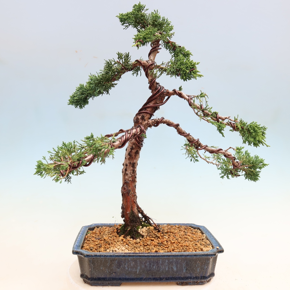 Bonsai voor buiten - Juniperus chinensis Kishu
