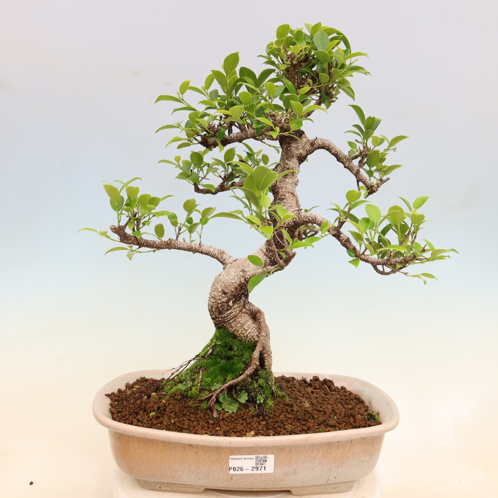 Kamerbonsai - Ficus kimmen - kleinbladige ficus