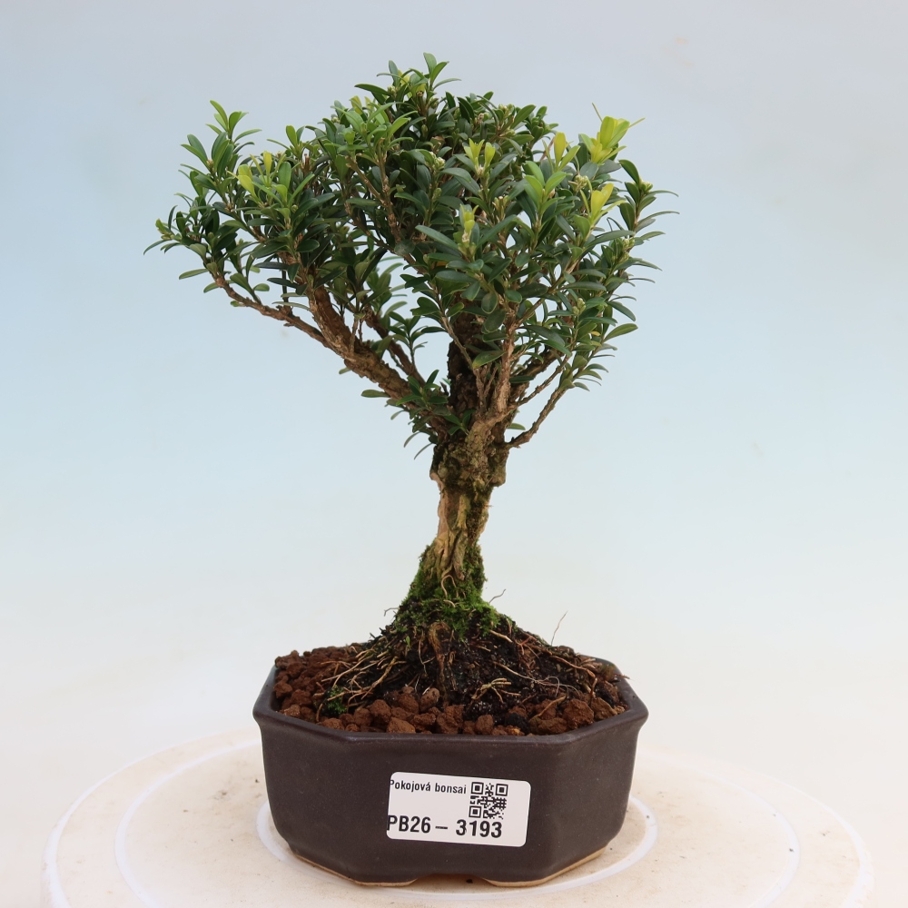 Kamerbonsai - Buxus harlandii - kurk buxus