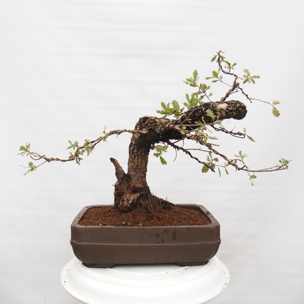 Yamadori - Quercus Ilex -Oakhulst