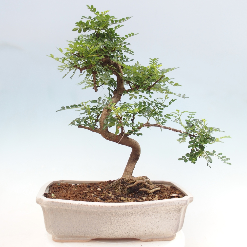 Kamerbonsai - Zantoxylum piperitum - peperboom