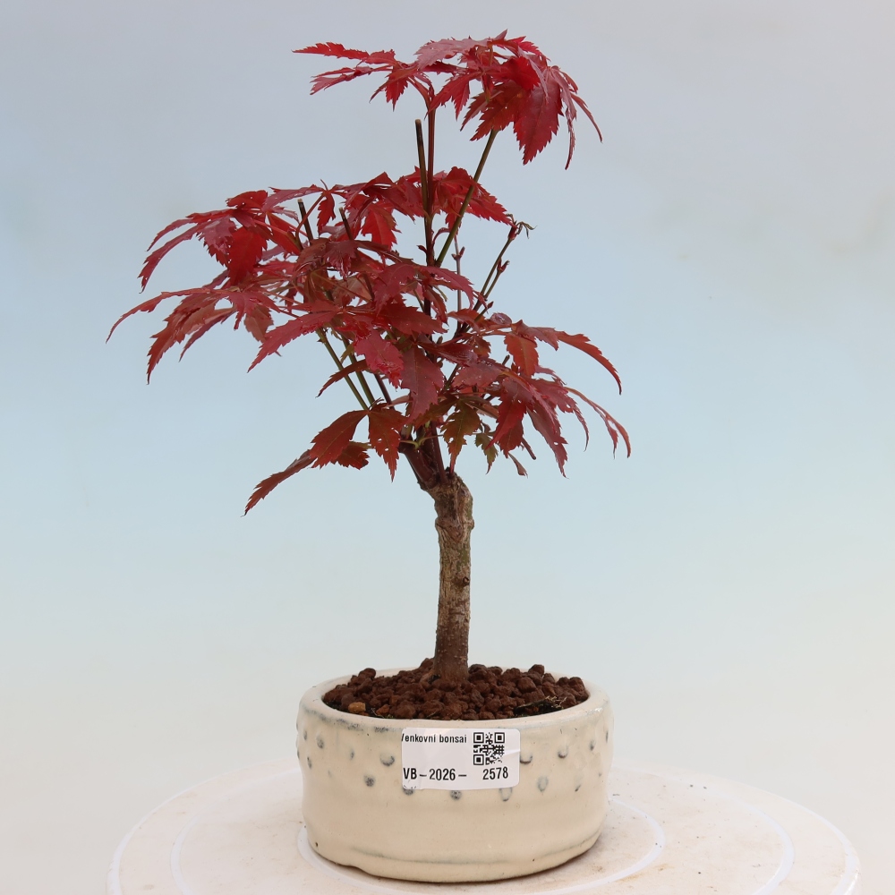 Bonsai voor buiten - Acer palm. Atropurpureum-Javorpalm