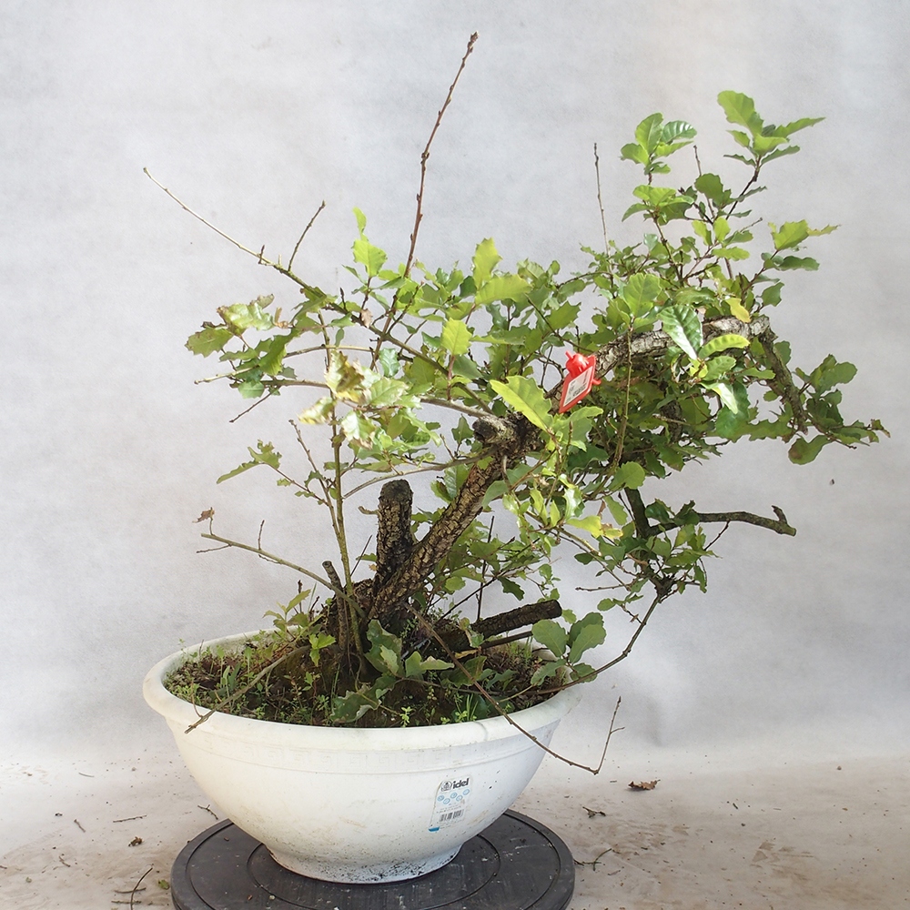 Buiten bonsai Quercus Cerris - Eik Cer