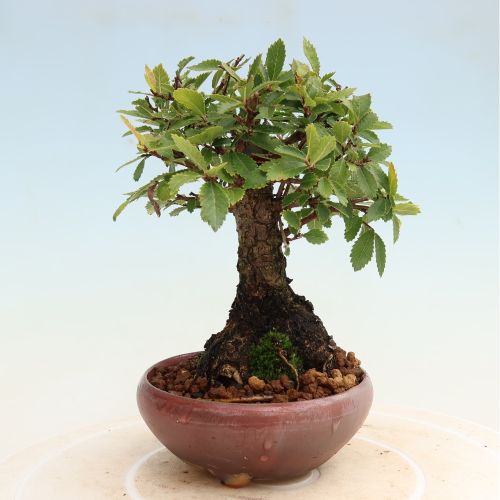 Bonsai voor buiten - Zelkova - Zelkova NIRE