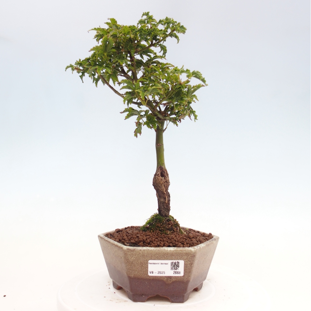 Bonsai voor buiten -Javor palm Acer palmatum Shishigashira