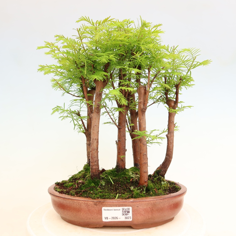 Buitenbonsai - Metasequoia glyptostroboides - Chinese metasequoia - bosje
