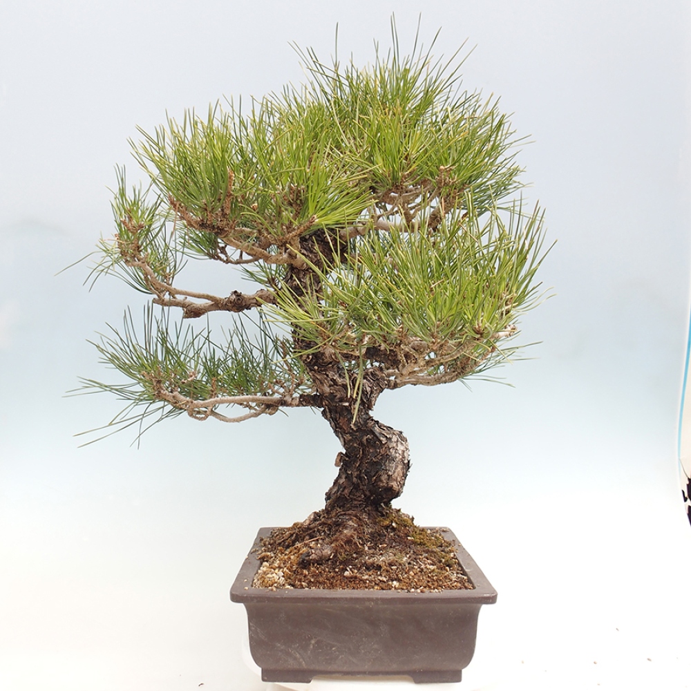 Bonsai voor buiten - Pinus thunbergii - Thunberg den
