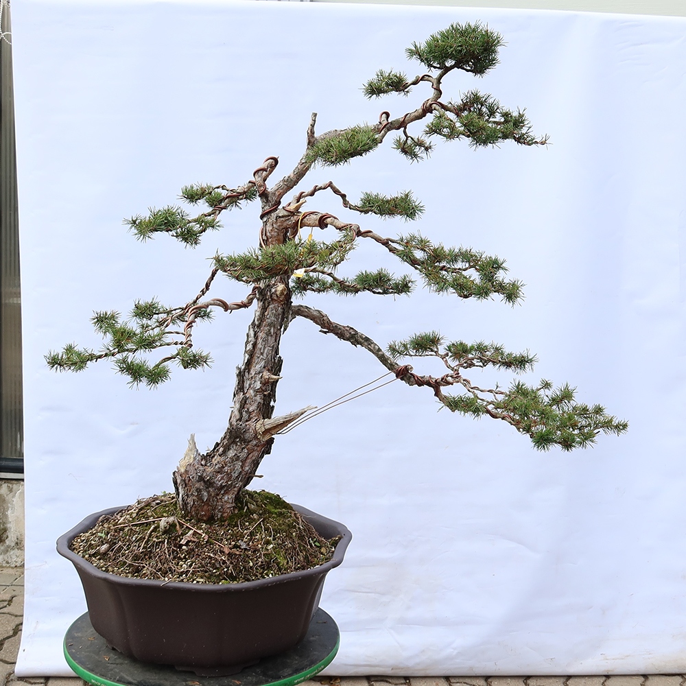 Pinus sylvestris Spanje - grove den