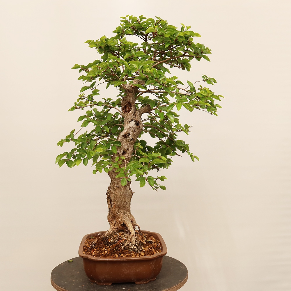 Bonsai voor buiten -Carpinus Coreana - Koreaanse haagbeuk