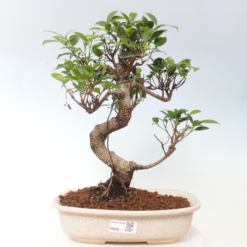 Kamerbonsai - Ficus kimmen - kleinbladige ficus