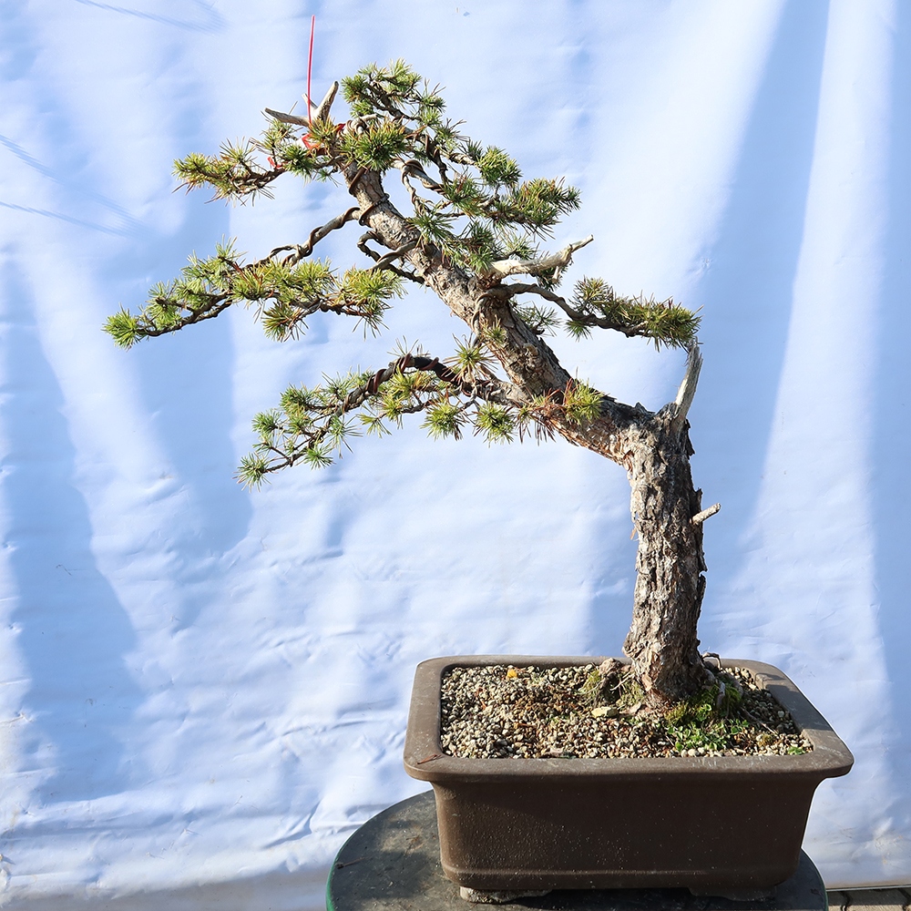 Pinus sylvestris Spanje - grove den