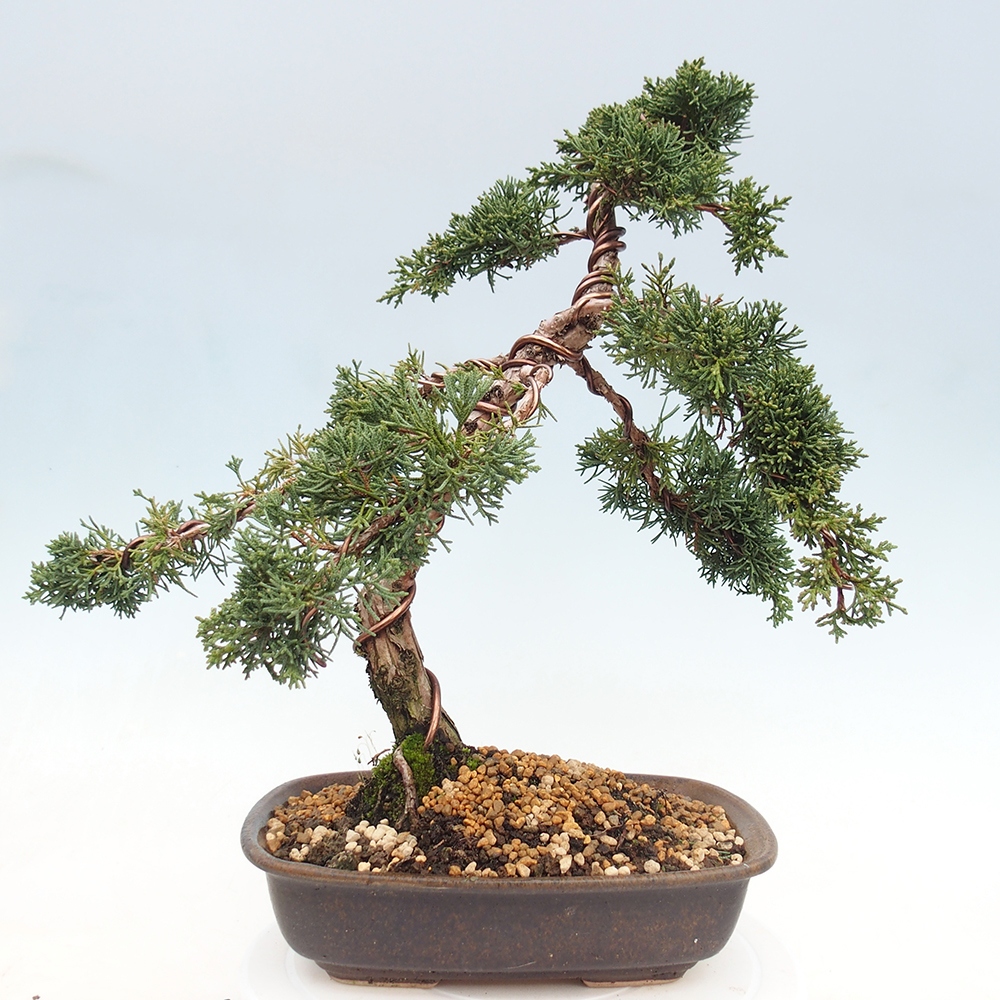 Bonsai voor buiten - Juniperus chinensis Kishu