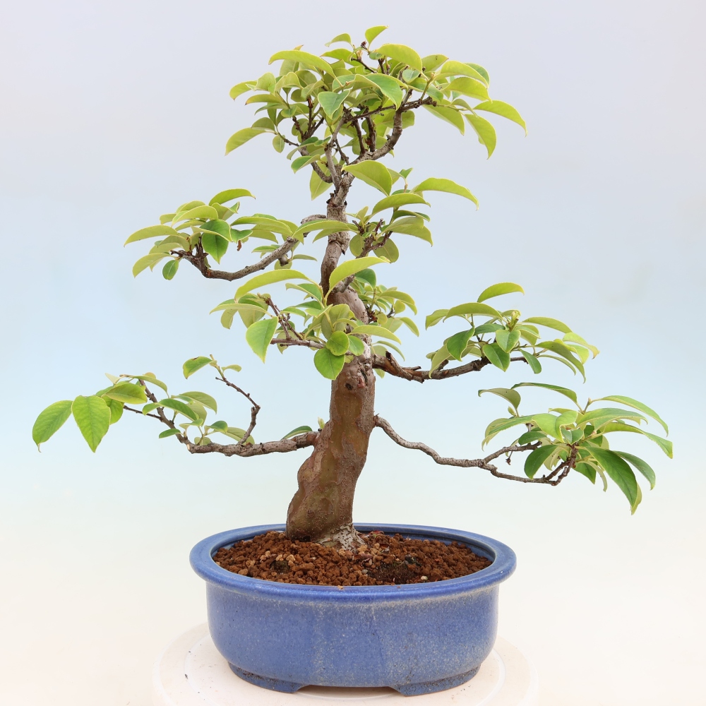 Bonsai voor buiten - Pseudocydonia sinensis - Chinese kweepeer