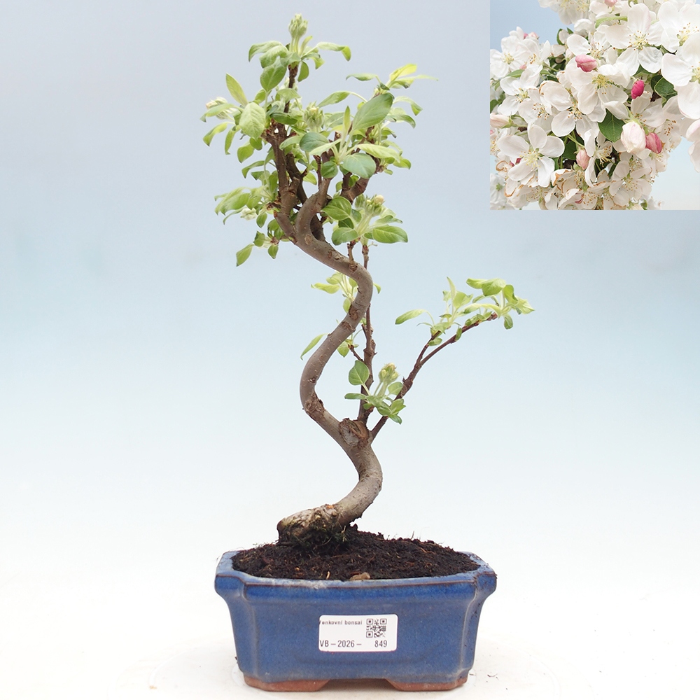 Bonsai voor buiten -Malus halliana - Appelboom met kleine vruchten