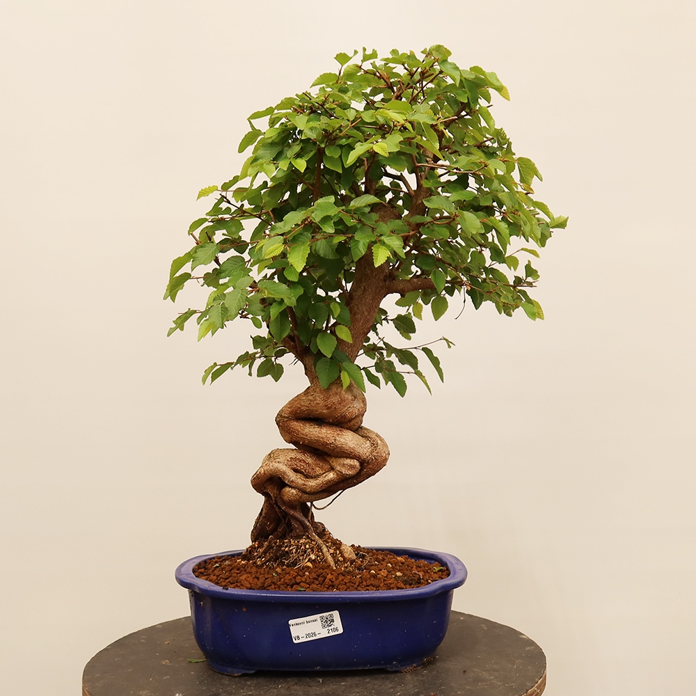 Bonsai voor buiten -Carpinus Coreana - Koreaanse haagbeuk