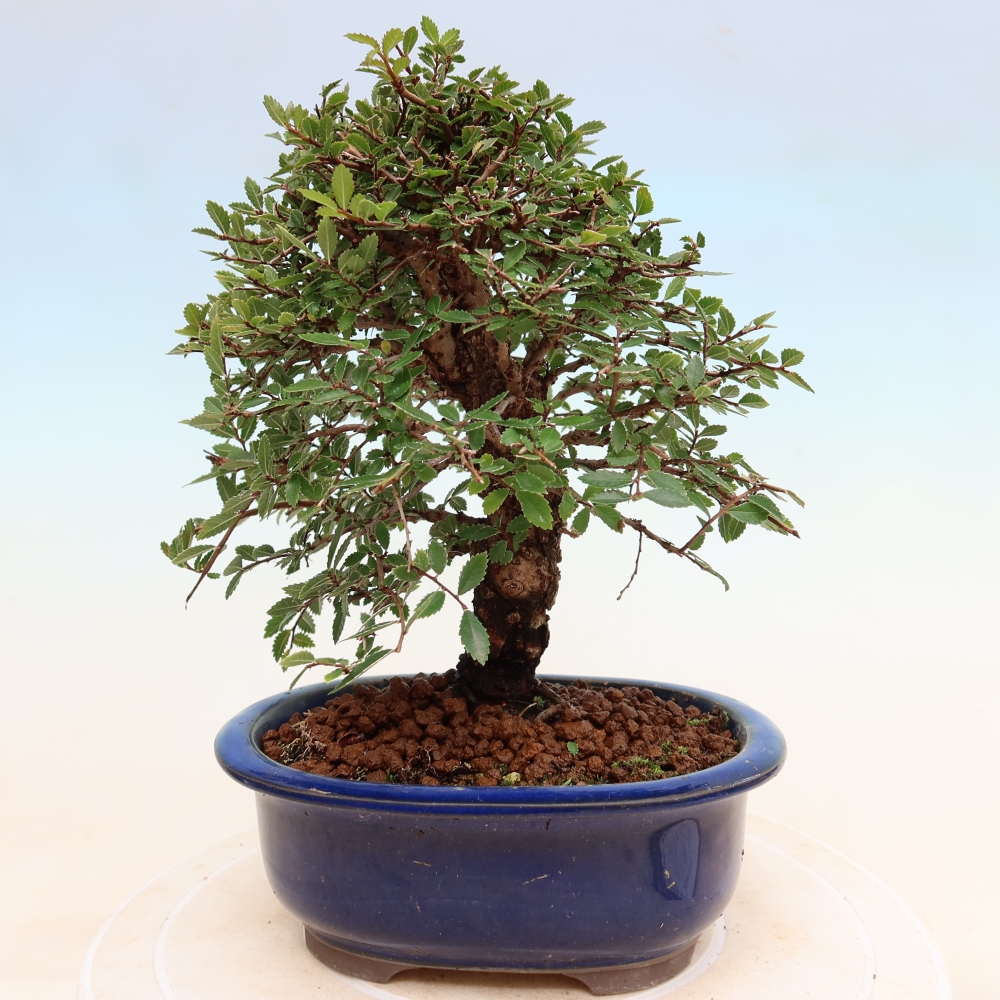 Bonsai voor buiten - Zelkova - Zelkova NIRE