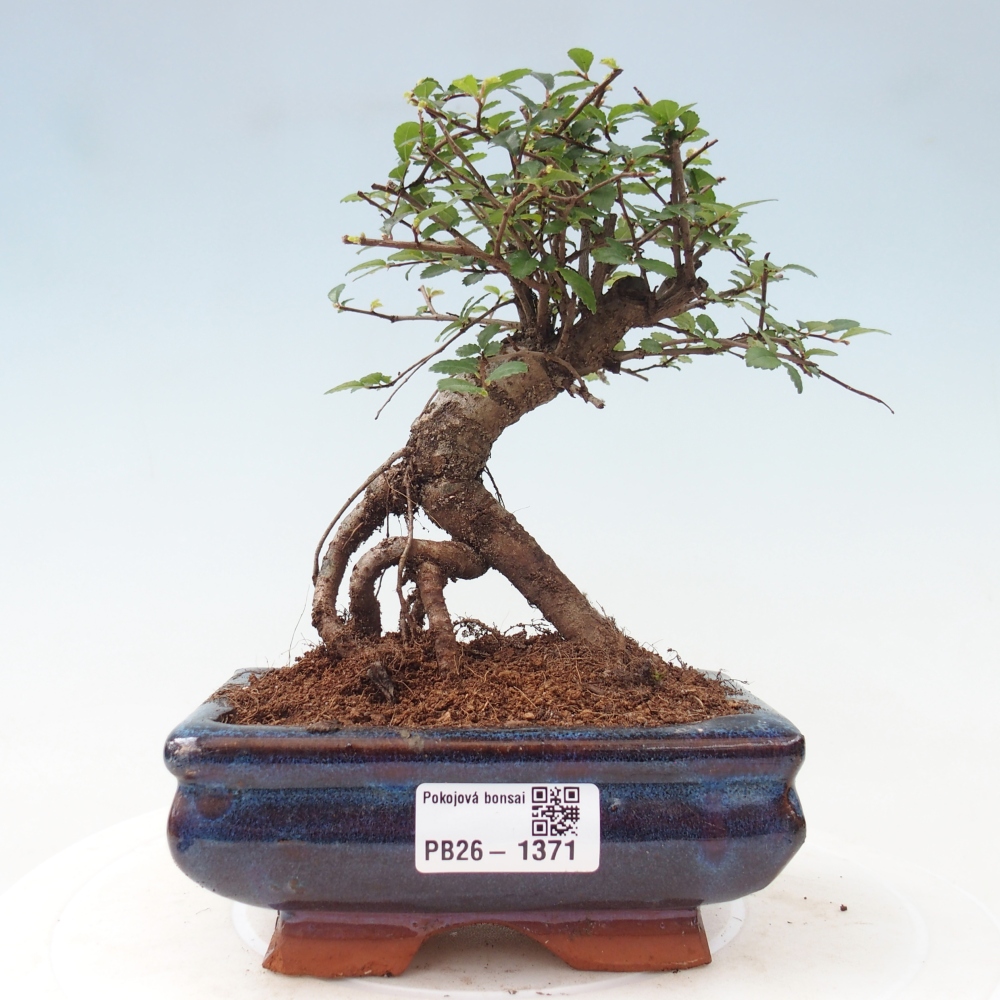 Kamerbonsai - Ulmus parvifolia - Winteriep