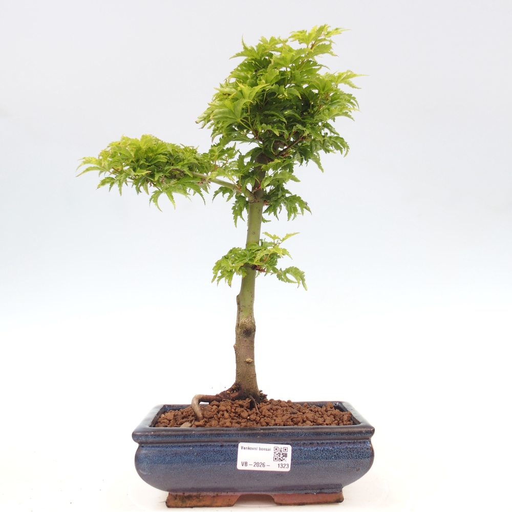 Bonsai voor buiten -Javor palm Acer palmatum Shishigashira