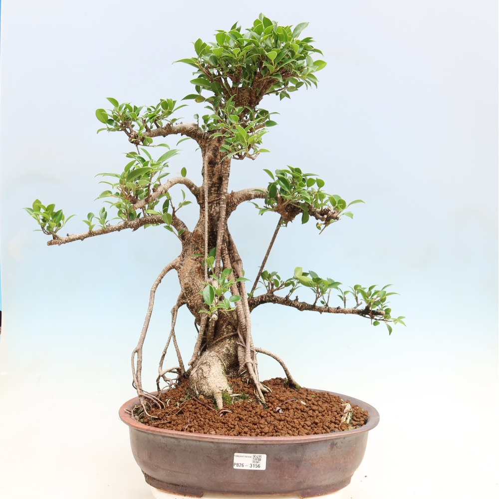 Kamerbonsai - Ficus kimmen - kleinbladige ficus