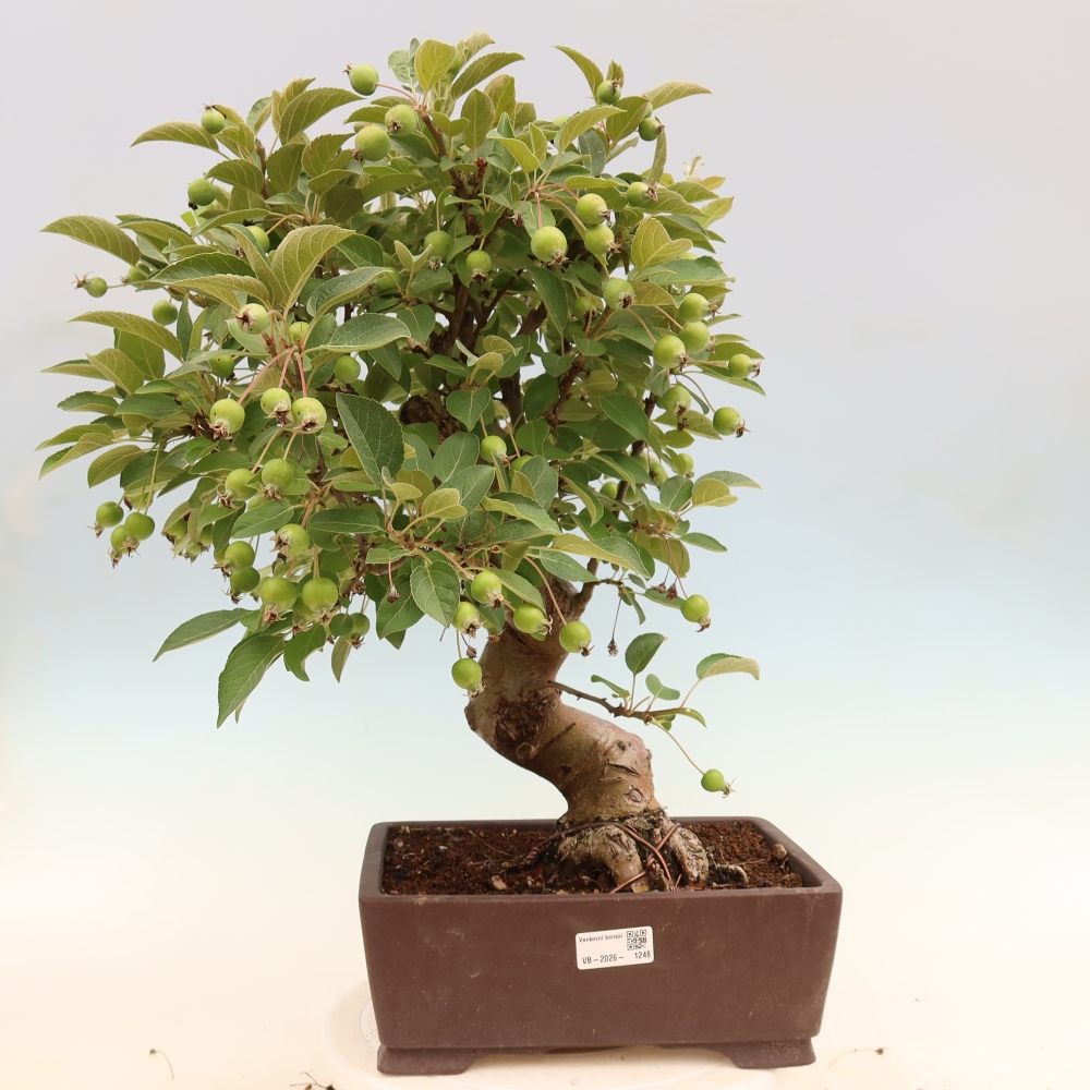 Bonsai voor buiten -Malus halliana - Appelboom met kleine vruchten