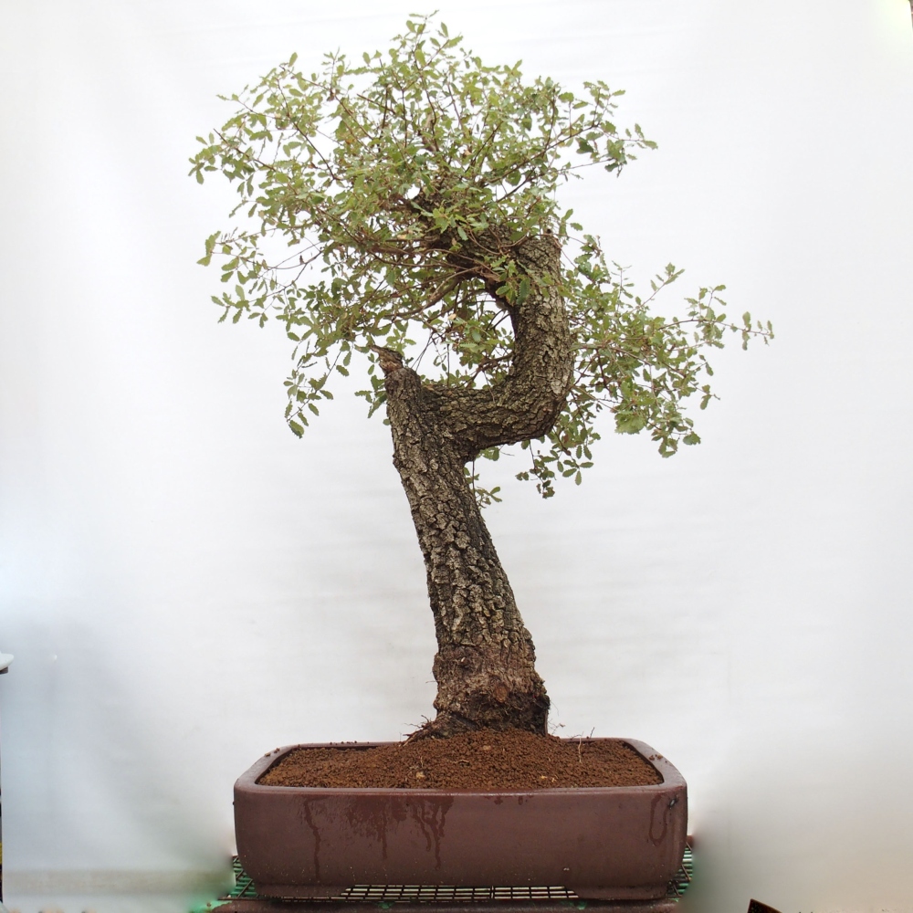 Yamadori - Quercus Ilex -Oakhulst