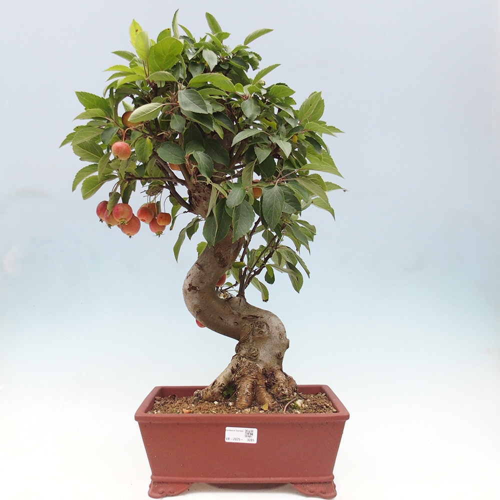 Bonsai voor buiten -Malus halliana - Appelboom met kleine vruchten
