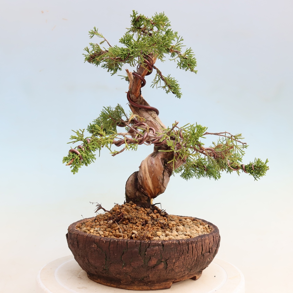 Bonsai voor buiten - Juniperus chinensis Itoigawa-Juniperus chinensis