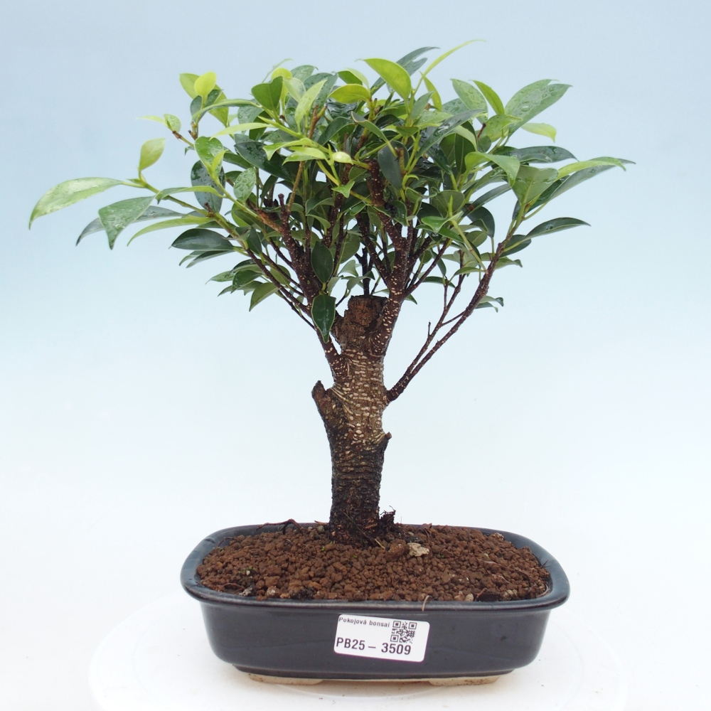 Kamerbonsai - Ficus retusa - kleinbladige ficus