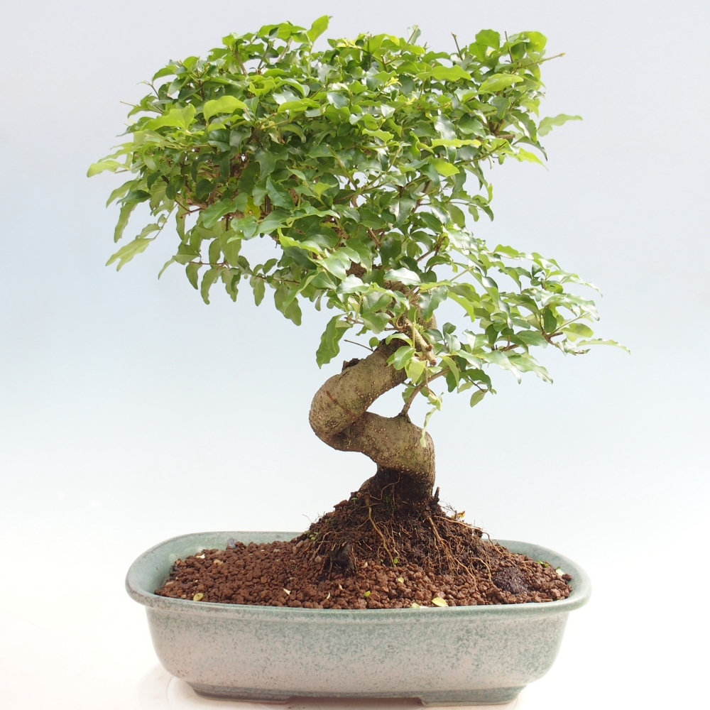Kamerbonsai -Ligustrum chinensis - Vogelsnavel