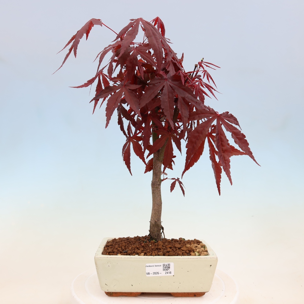 Bonsai voor buiten - Acer palm. Atropurpureum-Javorpalm