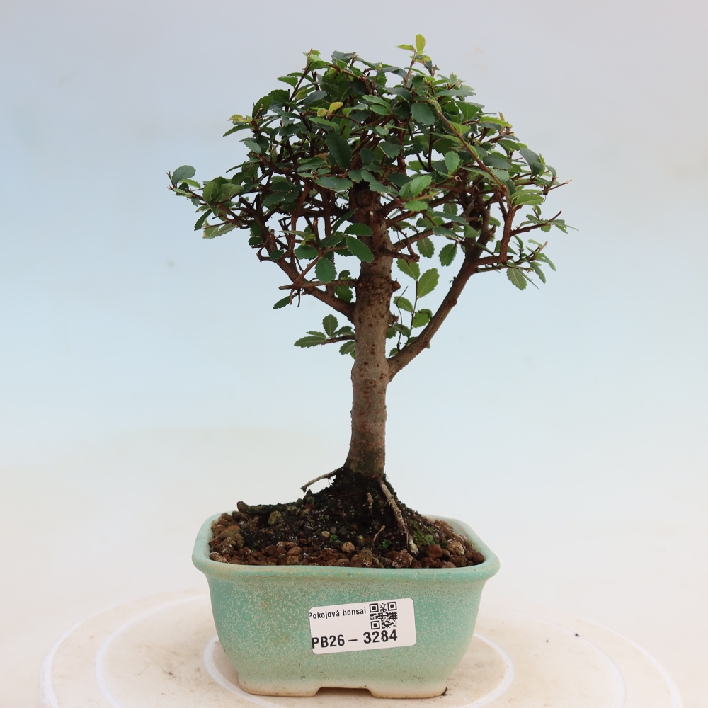 Kamerbonsai - Ulmus parvifolia - Winteriep
