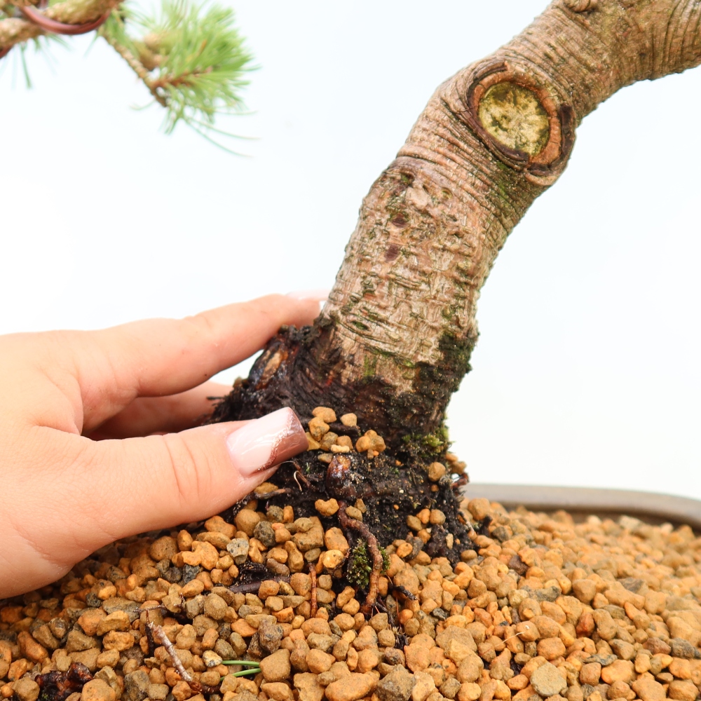 Bonsai voor buiten - Pinus mugo Humpy  - Bergden