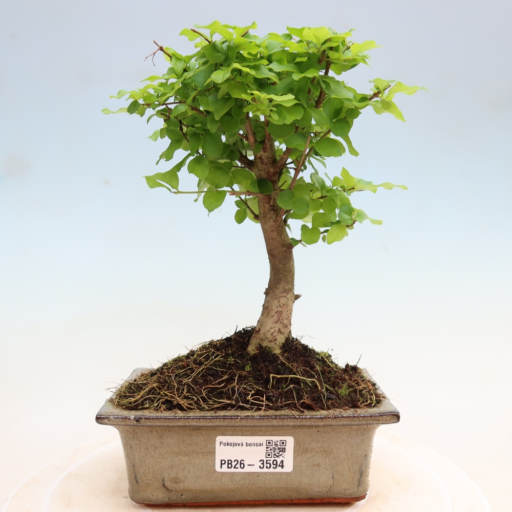 Kamerbonsai -Ligustrum chinensis - Vogelsnavel